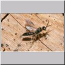 Passaloecus sp - Grabwespe 11 5-7mm.jpg